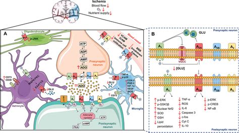 Effects of adenosine receptor modulation in ischemic events. a The ...