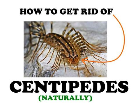 House Centipede Egg