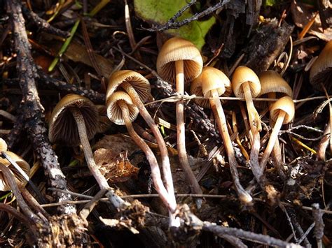 Magic Mushrooms Change Brain Connections - Business Insider