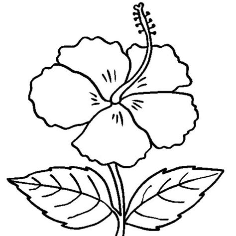 Black And White Hibiscus Clipart | Free download on ClipArtMag