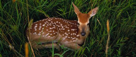 White-tailed Deer Fawns at Valley Forge (U.S. National Park Service)