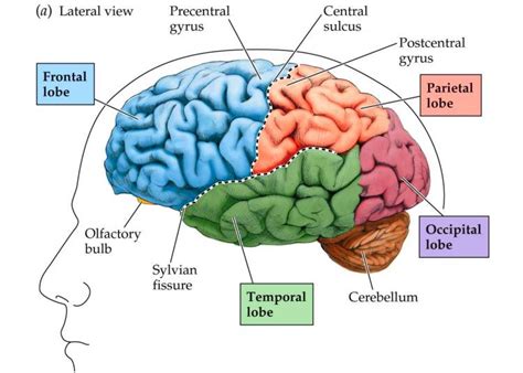 Technology is changing the Millennial brain - PublicSource | News for a ...