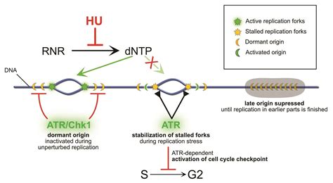 Genes | Free Full-Text | Hydroxyurea—The Good, the Bad and the Ugly