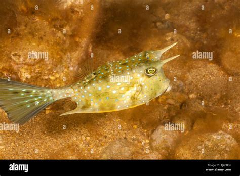 The longhorn cowfish, Lactoria cornuta, is also known as the horned boxfish. It is a species of ...