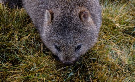 Toddler's Precious Bond with Family's Pet Wombat Is a Thing of Beauty ...