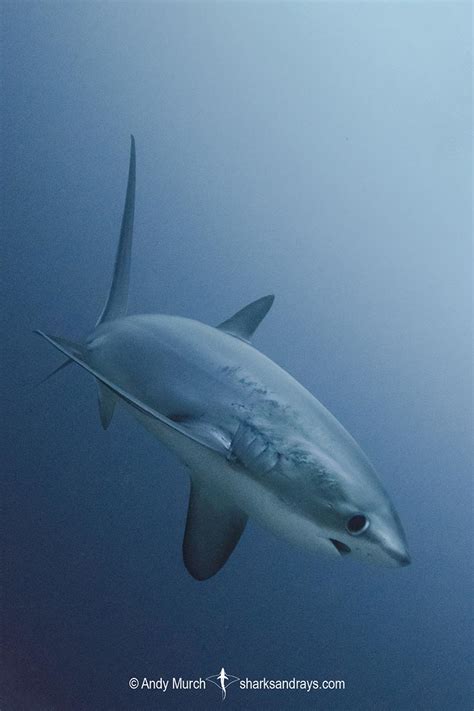 Pelagic Thresher Shark 033 | Sharks and Rays