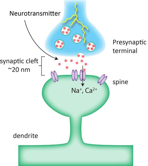 Describe How Neurotransmitters Function in the Synapse and Brain