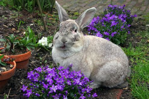 Imogen Fossey: What Flowers Are Edible For Rabbits : Best Edible Flowers for Growing and Eating ...