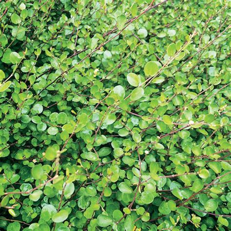 Small Leaf - Creeping Wire Vine - Muehlenbeckia axillaris | Proven Winners