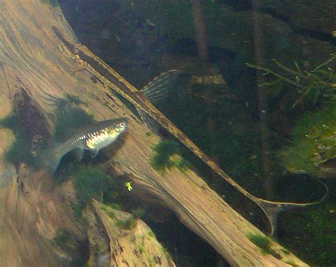 Twig Catfish - The Care, Feeding, and Breeding of Twig Catfish (Farlowella) - Aquarium Tidings