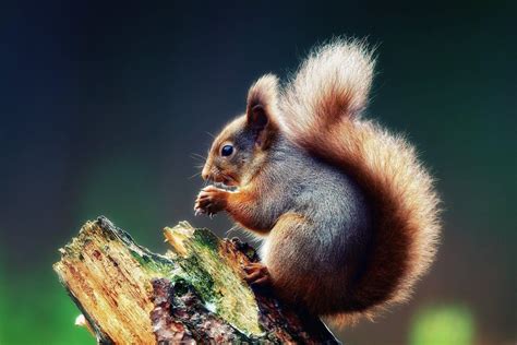 Squirrel Wallpapers - Wallpaper Cave