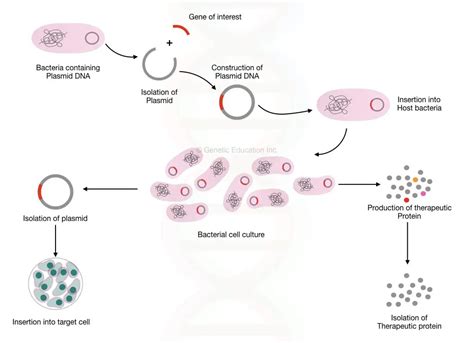 Plasmid DNA- Structure, Function, Isolation And Applications