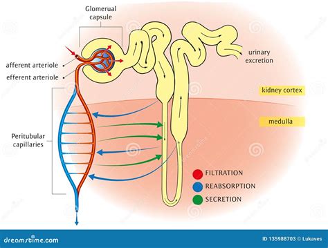 Structure Of A Nephron. Formation Of The Urine Vector Illustration ...