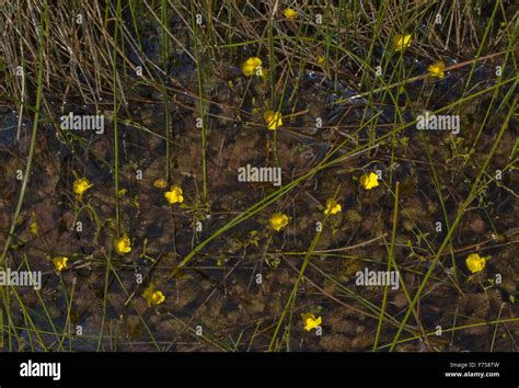 Intermediate Bladderwort, or Flat-leaved Bladderwort in flower, in ditch. Aquatic insectivorous ...