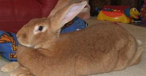 Comprehensive Guide To Flemish Giant Rabbit Care - The Garden Magazine