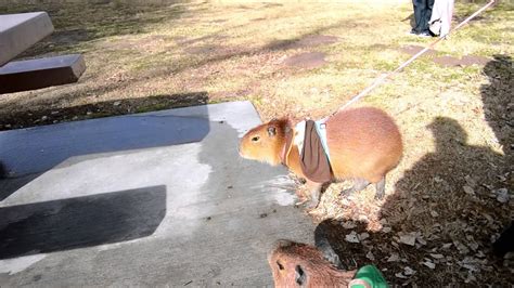 "Wait for me!" Capybara vocalizations - YouTube