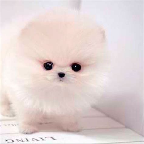 Loading... | White pomeranian puppies, Pomeranian puppy, Cute dogs images