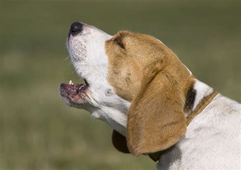 5 Ways to Solve Your Dog’s Barking Problem - Savory Prime Pet Treats