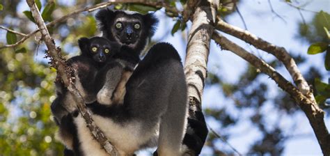 Celebrate World Lemur Day with Natural Habitat Adventures - swedbank.nl