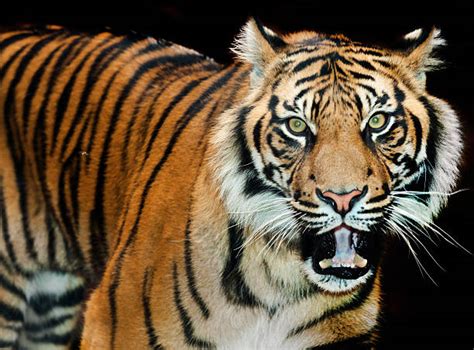 Best Snarling Tiger Stock Photos, Pictures & Royalty-Free Images - iStock