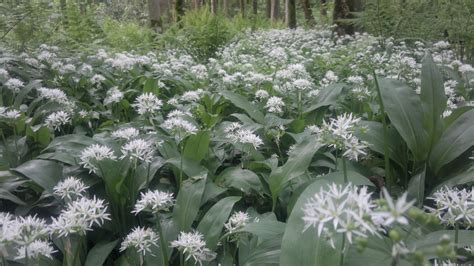 Wild garlic/Ramsons – Edibility, Identification, Distribution, Recipes – Galloway Wild Foods