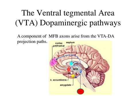 PPT - REWARD SYSTEMS OF THE BRAIN? PowerPoint Presentation, free ...