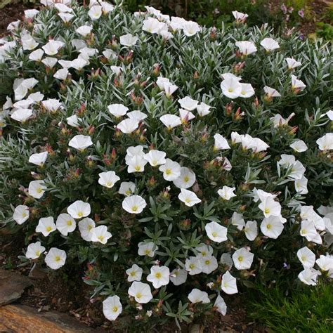 Convolvulus cneorum (Bush Morning Glory) – Ricardo's Nursery