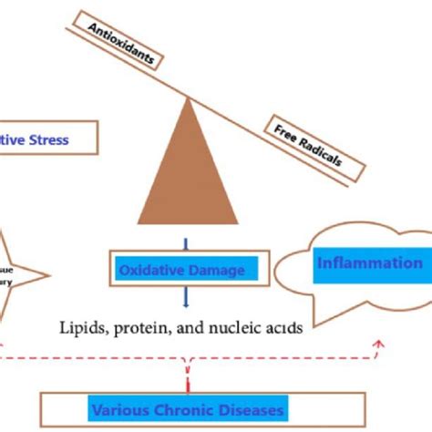 Oxidative Stress, And Inflammation | Download Scientific Diagram