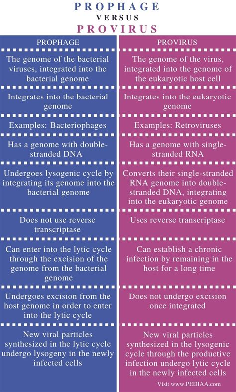 What is the Difference Between Prophage and Provirus - Pediaa.Com