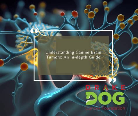 Understanding Canine Brain Tumors: An In-depth Guide – Drake Dog Cancer ...