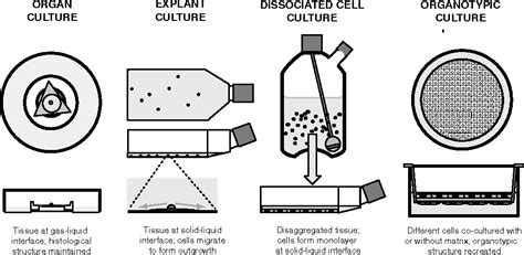 [PDF] Basic Principles of Cell Culture | Semantic Scholar