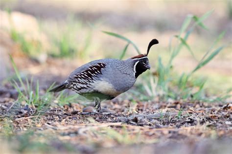 JUST BIRD PHOTOS | New World Quail