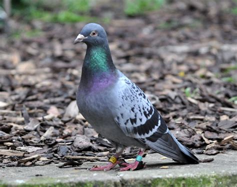 rambles with a camera: A lovely encounter with............. a Homing Pigeon