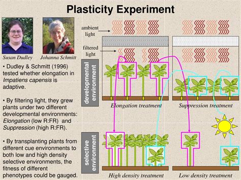 PPT - The Evolution of Plasticity & Learning PowerPoint Presentation - ID:3905640