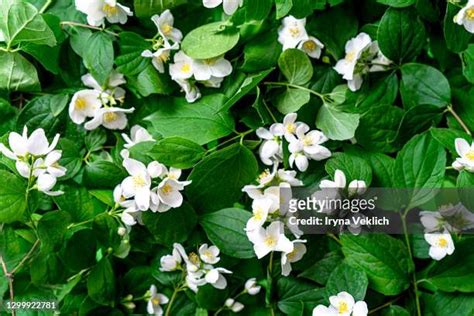 Jasmine Flower Bouquet Photos and Premium High Res Pictures - Getty Images