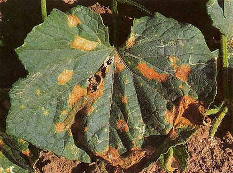 Anthracnose | Vegetable Resources