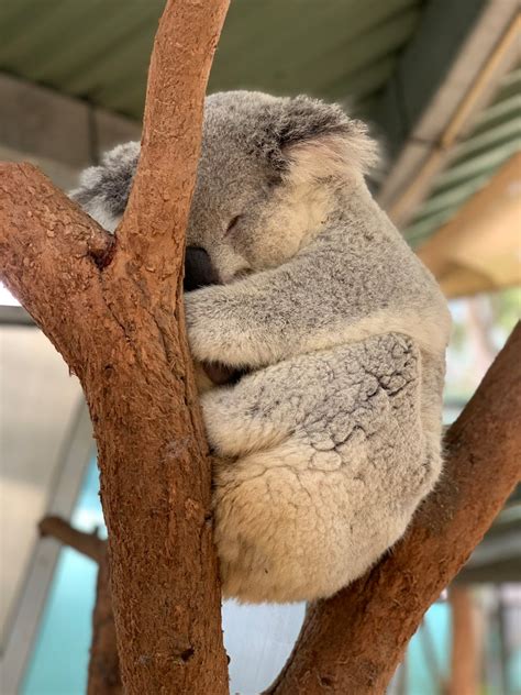 Sleeping Koala Bear On Tree · Free Stock Photo