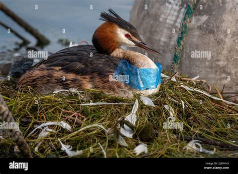 Bird hatching eggs. Great crested grebe with plastic waste. Podiceps cristatus in nest. Plastic ...