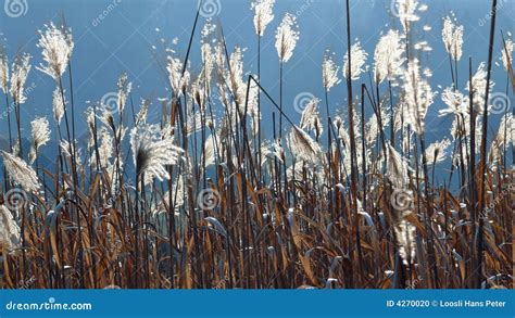 Chinese silver grass stock photo. Image of backlight, chinese - 4270020