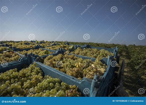 Harvesting the grape vines stock photo. Image of field - 101928620