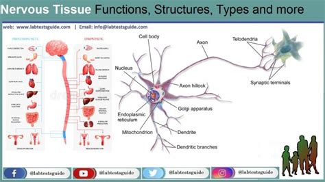 How Many Types Nervous System - Design Talk