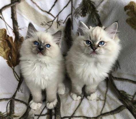 Ragdoll Kittens 5 Photograph by Flower Baby Ragdolls