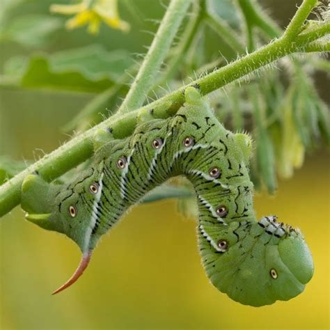 Tomato Hornworm Control | Planet Natural