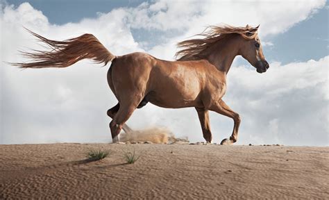 5 Strange Horse Breeds in the World - The Style Inspiration