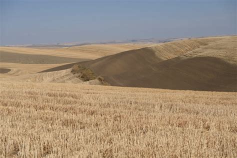 Combines Control Herbicide-Resistant Weeds at Harvest in Palouse