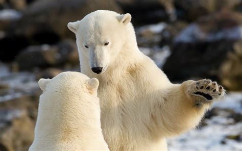 Macro photography of two polar bears looking at each other HD wallpaper | Wallpaper Flare