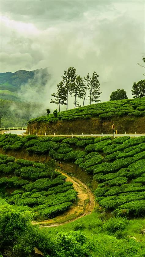 International Tea Day 2023: 10 Most Beautiful Tea Gardens Across India ...