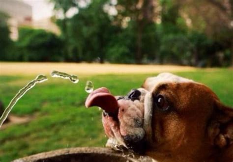 PsBattle: Funny dog drinks water : r/photoshopbattles