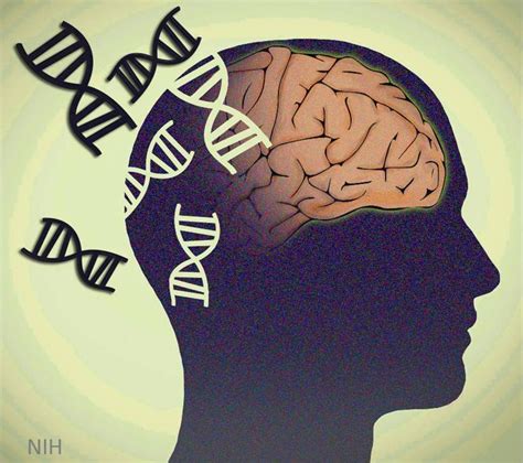 Exploring the Complex Genetics of Schizophrenia – NIH Director's Blog