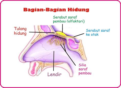 Hidung | biologi.ku